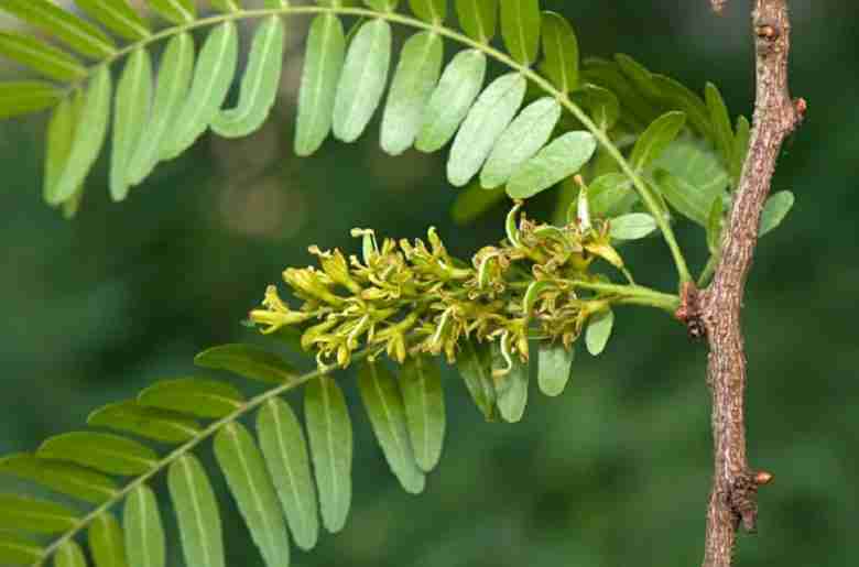 Fiore di Gleditsia triacanthos