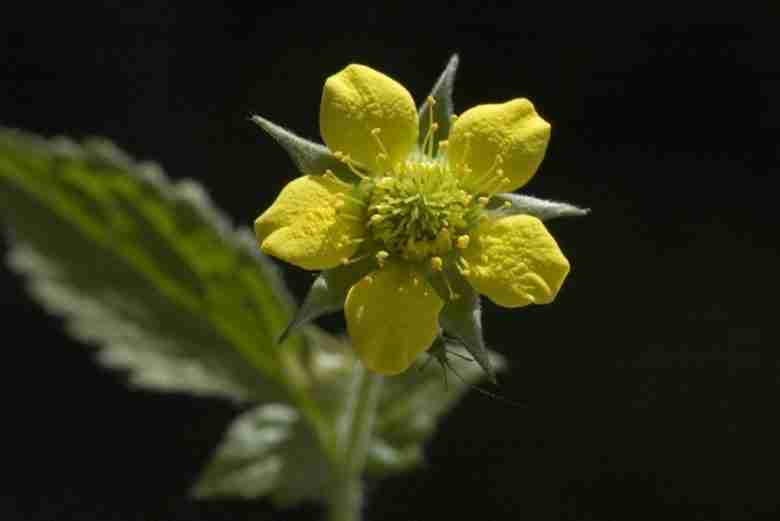 Fiore di cariofillata