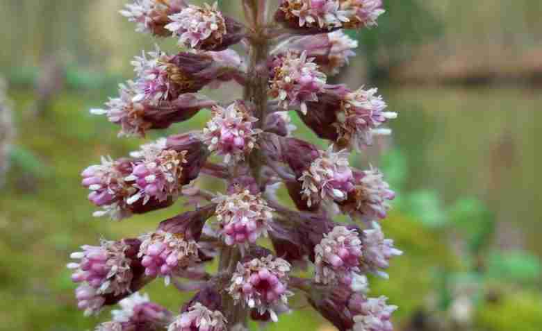 Fiore di farfaraccio