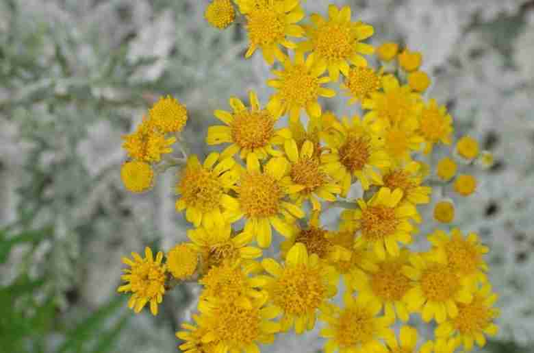 Fiori di cineraria marittima