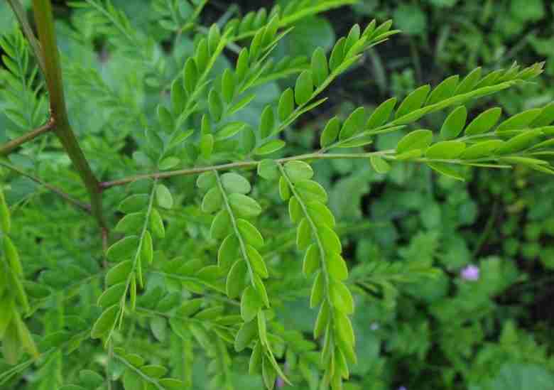 Foglie di Gleditsia triacanthos