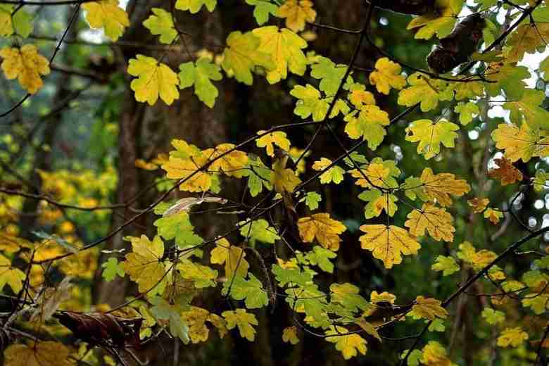 Foglie di acero campestre in autunno