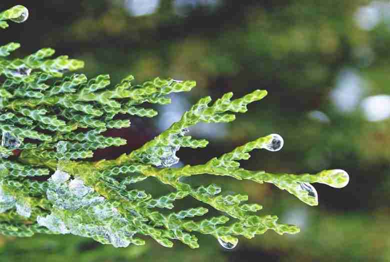 Foglie