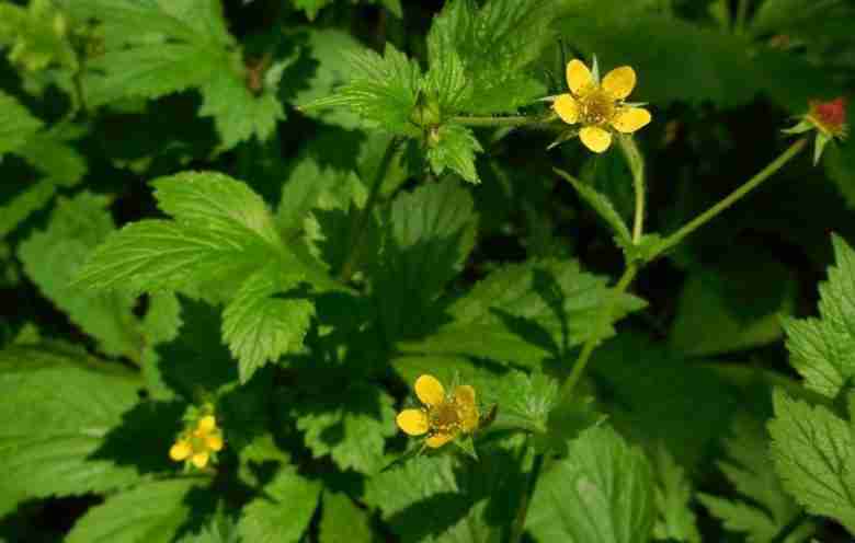 geum urbanum