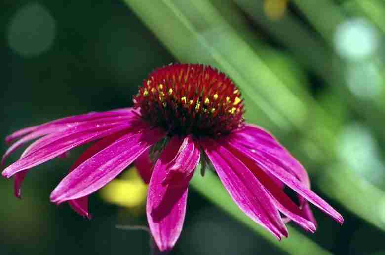 echinacea purpura