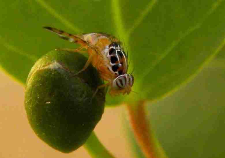 Mosca del cappero