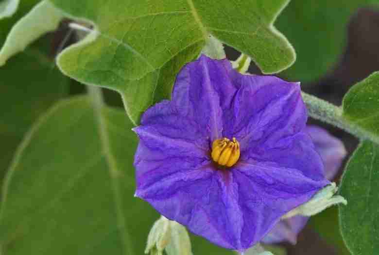 Fiore di melanzana