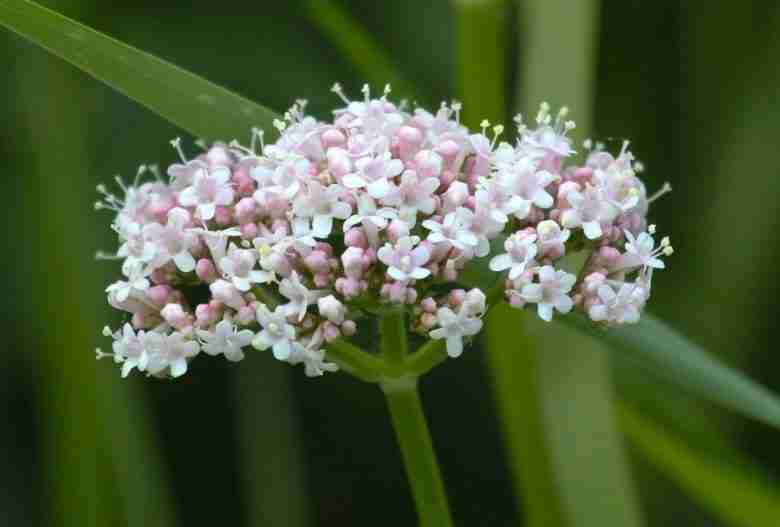 Fiore di valeriana
