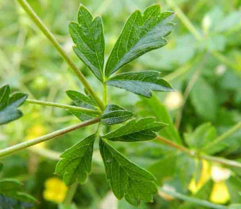 Foglie di potentilla-erecta