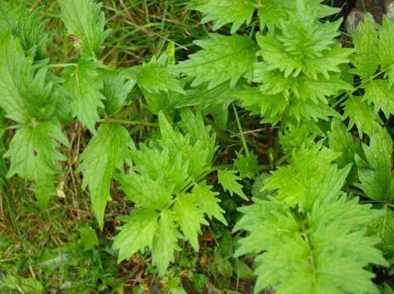 Foglie di valeriana officinalis