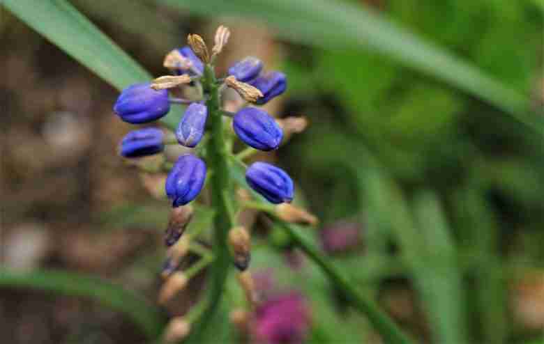 Leopoldia comosa in fiore