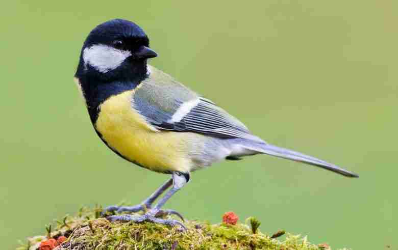 Parus major