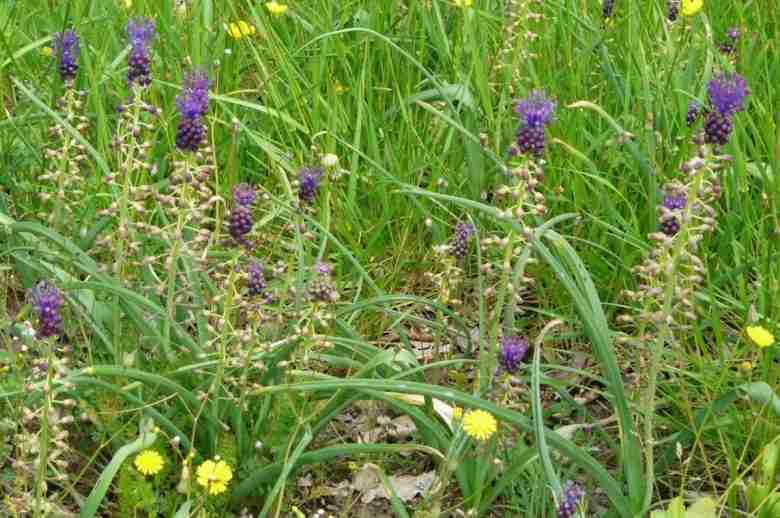 Prato di lampascioni leopoldia comosa