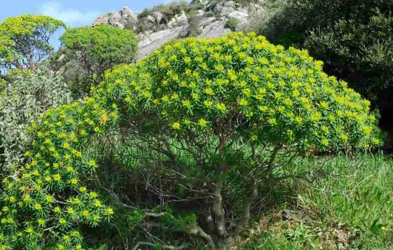 Euphorbia dendroides