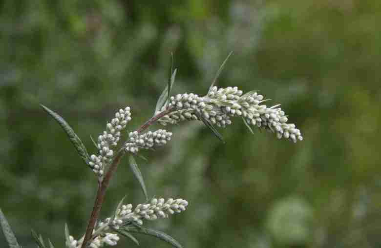 Fiore di artemisia vulgaris