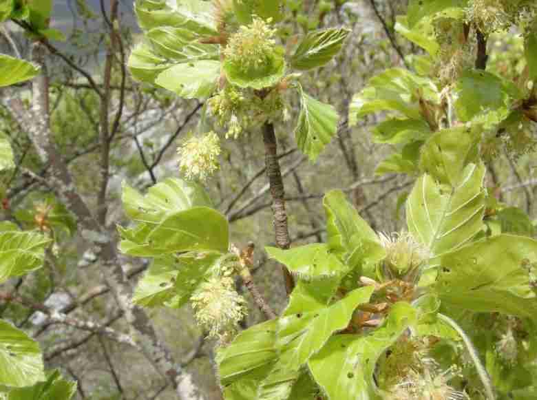 Fiori di faggio