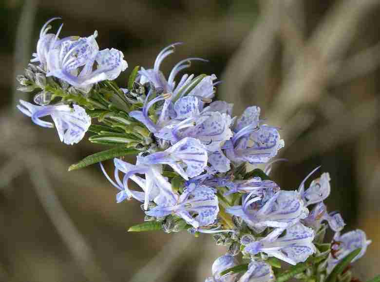 Fiori di rosmarino