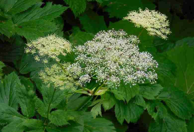 Imperatoria (Peucedanum ostruthium)