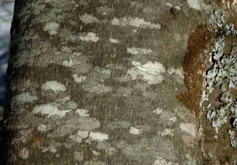 corteccia
