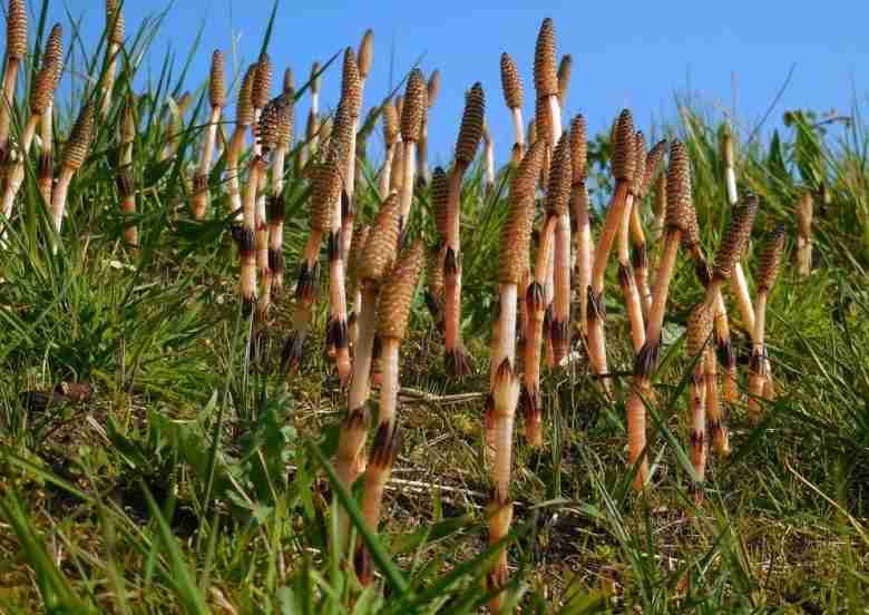 Fiore di equiseto