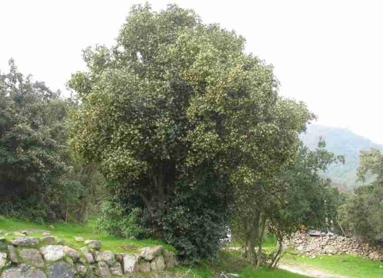 Albero di boldo