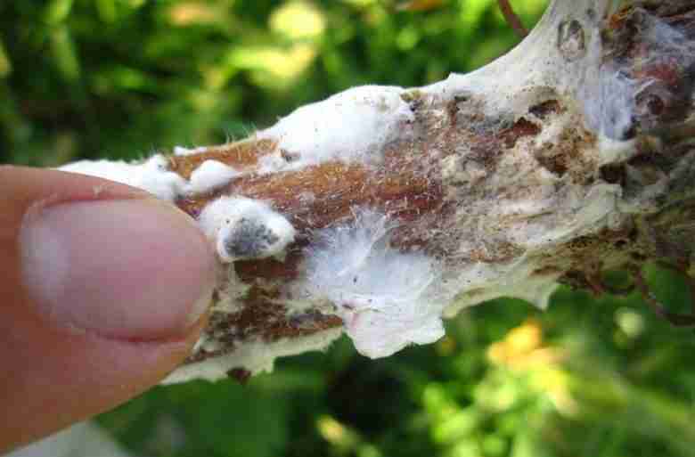 Attacco di sclerotinia