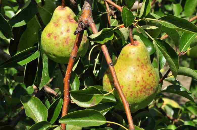 Cocciniglia di San José sui frutti