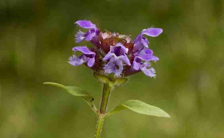 Fiore di prunella vulgaris