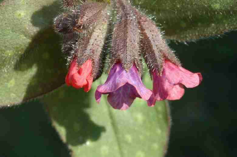 Fiori di pulmonaria officinalis