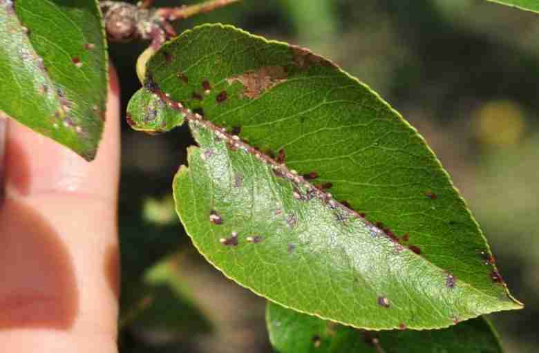 Foglia colpita cocciniglia di San José