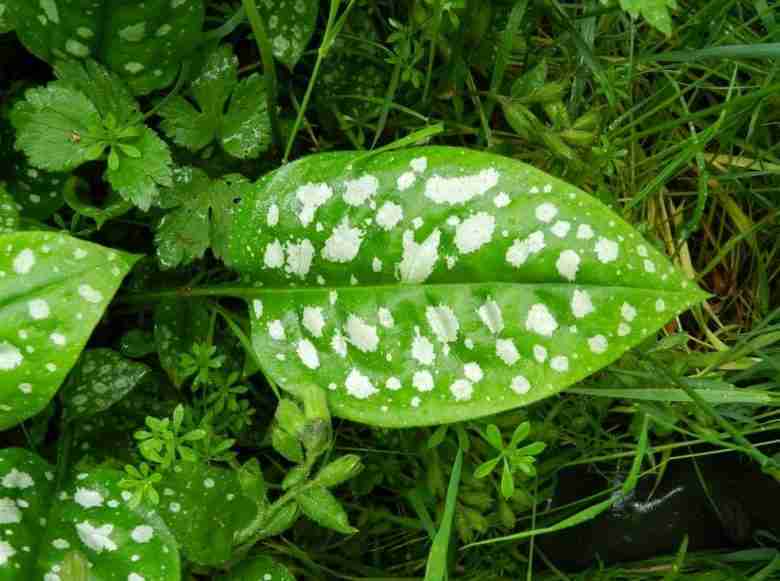 Foglia di pulmonaria