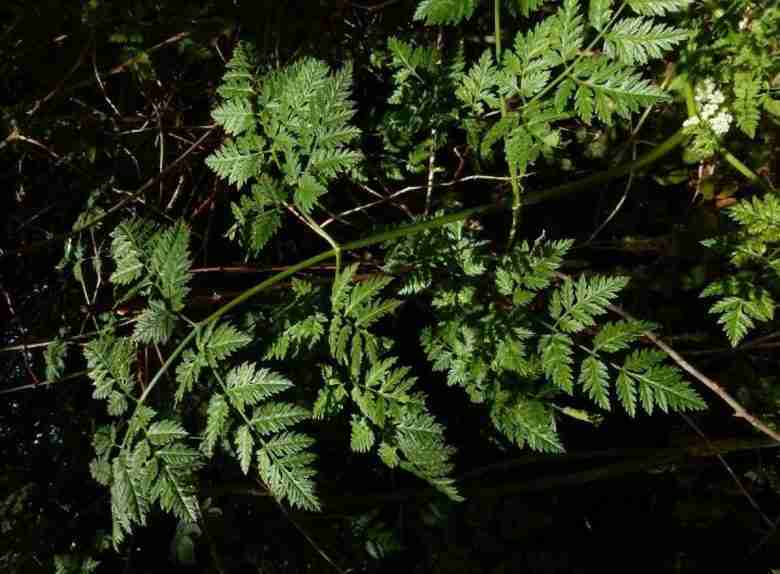 Foglie di cicuta