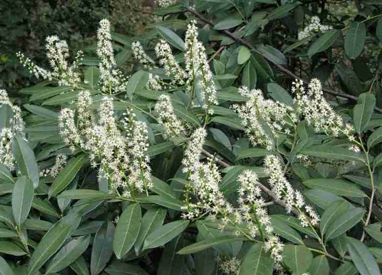 Lauroceraso