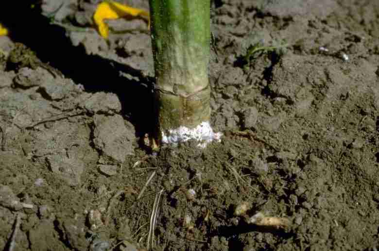 Pianta colpita da sclerotinia