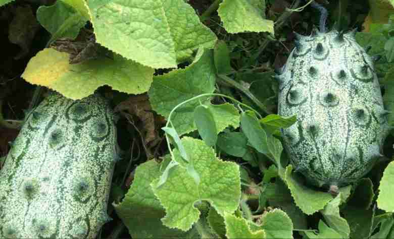 Pianta di kiwano