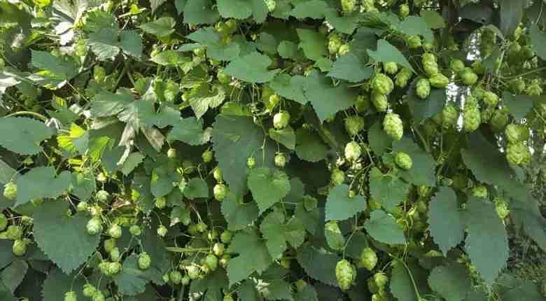 Pianta di Humulus lupulus