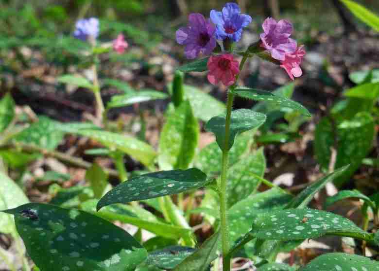 Pulmonaria