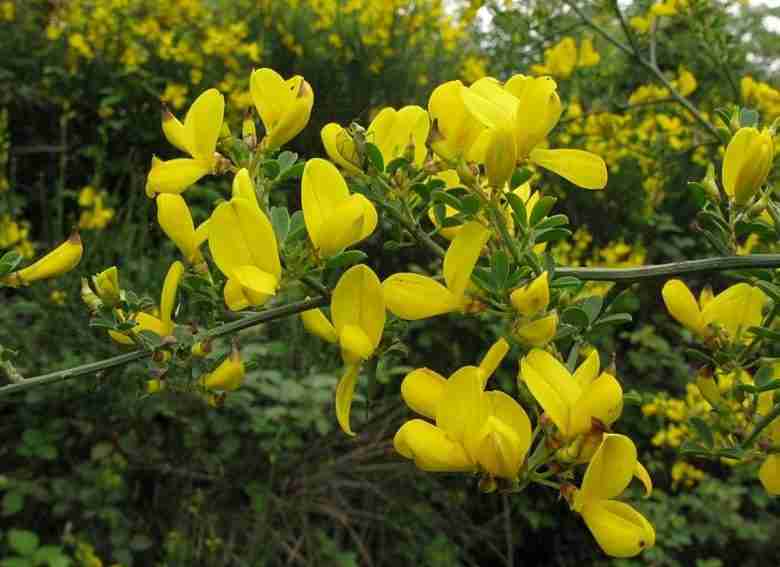 Sparzio ginestra spinosa