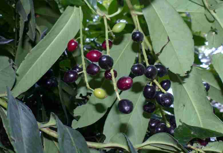 bacche di lauroceraso