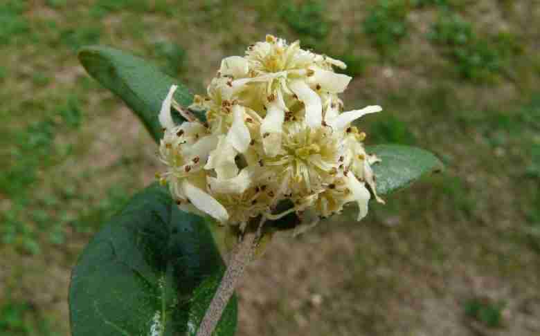 Fiore femminile di boldo