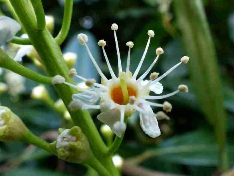 fiore