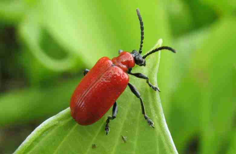 Criocera del giglio