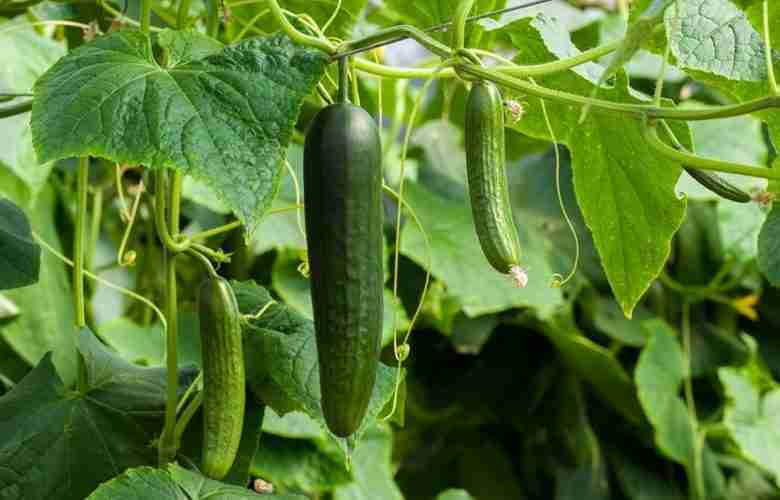 Cucumis sativus