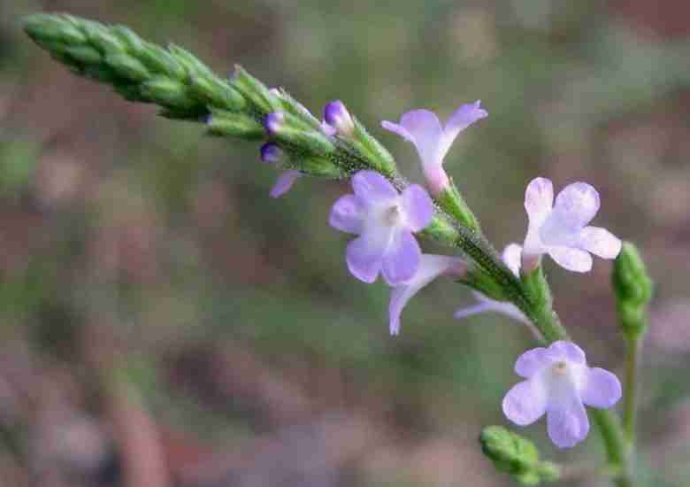 Fiore di verbena officinalis