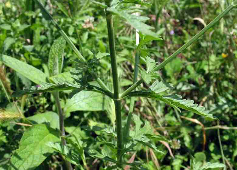 Foglie di verbena