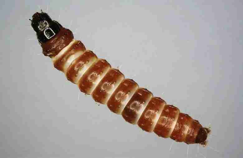 Larva di anarsia lineatella