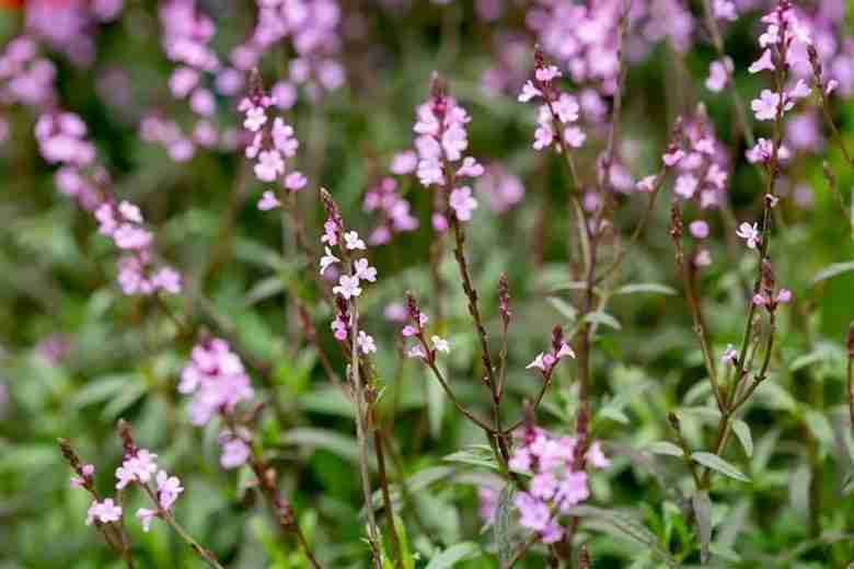 Verbena officinalis