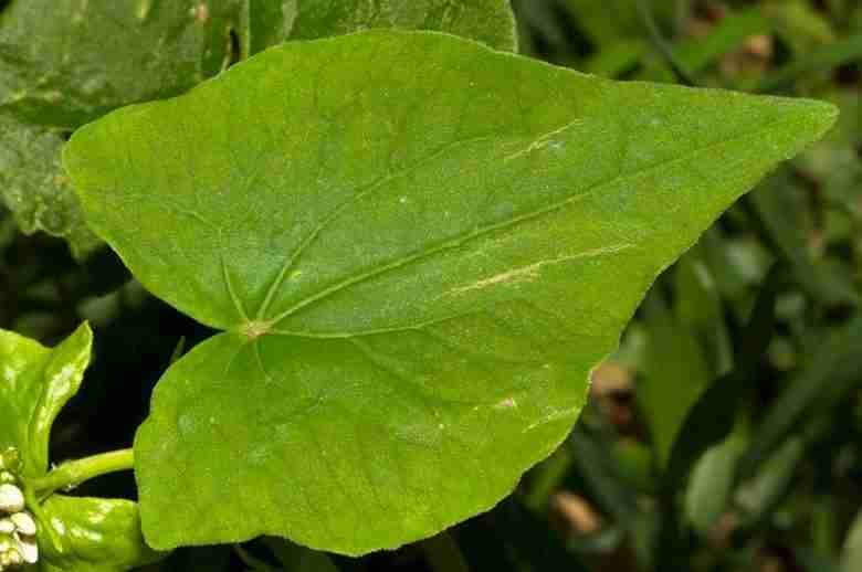 Foglia di grano saraceno