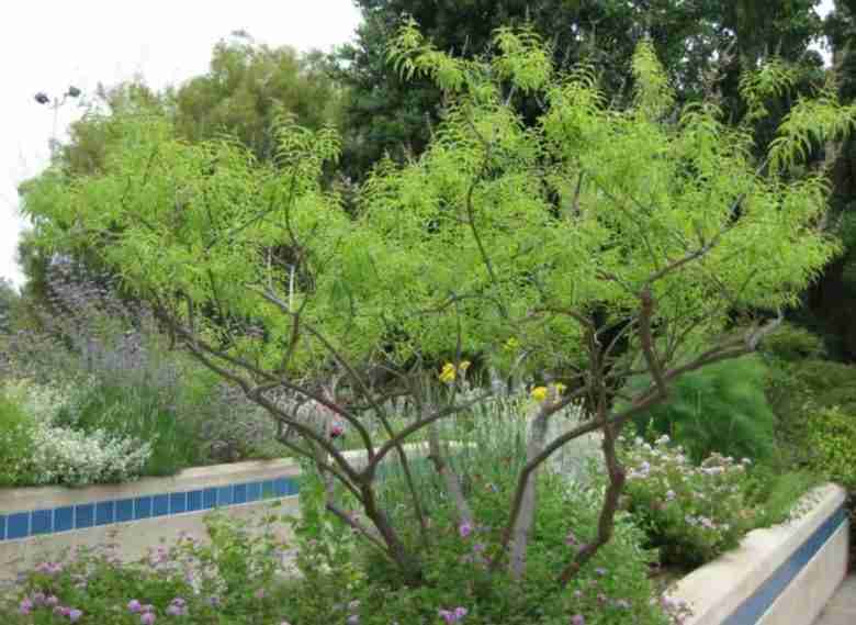 Aloysia citriodora adulta