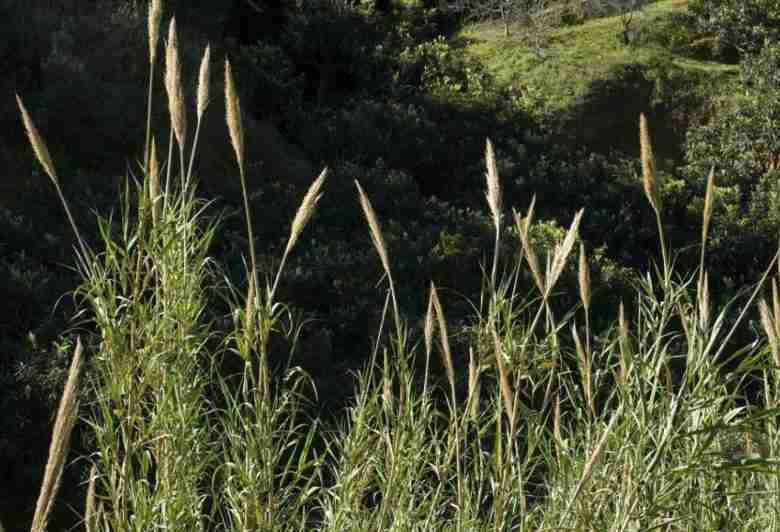 Canneto di Arundo donax